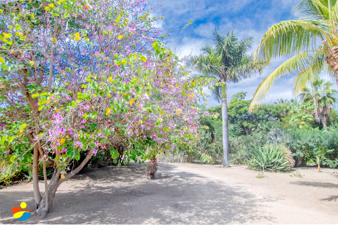 Casa Tortuga of Todos Santos 9